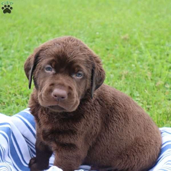 Flint, Chocolate Labrador Retriever Puppy