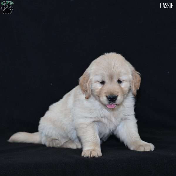 Cassie, Golden Retriever Puppy