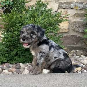 Corabell, Mini Bernedoodle Puppy