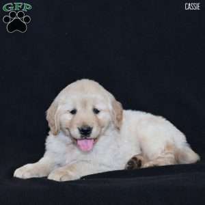 Cassie, Golden Retriever Puppy