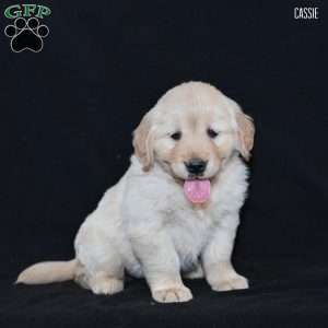 Cassie, Golden Retriever Puppy