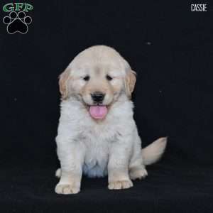 Cassie, Golden Retriever Puppy
