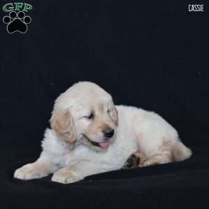 Cassie, Golden Retriever Puppy