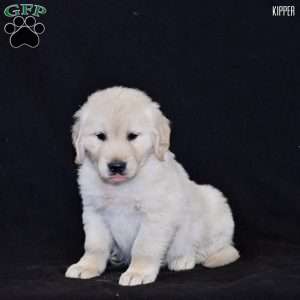Kipper, Golden Retriever Puppy