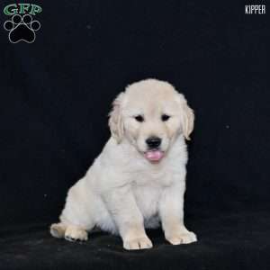 Kipper, Golden Retriever Puppy