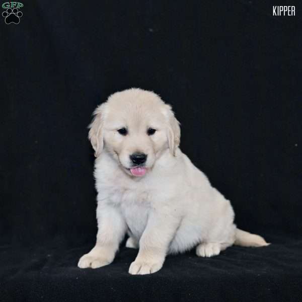Kipper, Golden Retriever Puppy