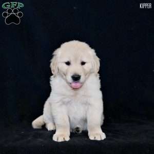 Kipper, Golden Retriever Puppy