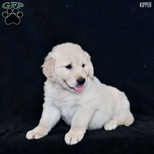 Kipper, Golden Retriever Puppy