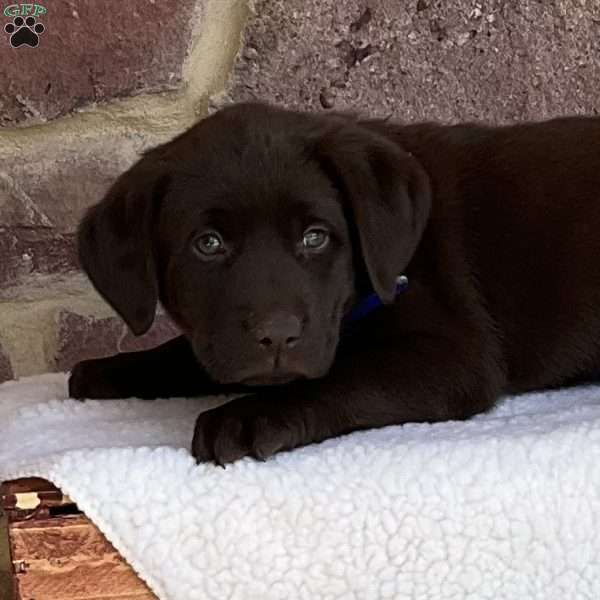 Milky Way, Chocolate Labrador Retriever Puppy