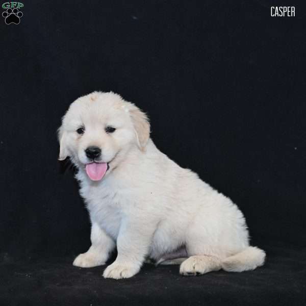 Casper, Golden Retriever Puppy