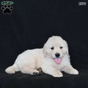 Casper, Golden Retriever Puppy
