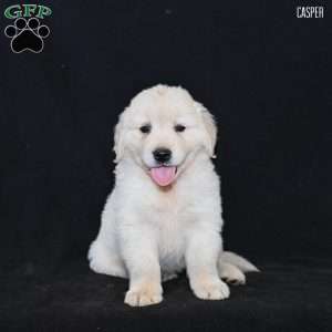 Casper, Golden Retriever Puppy