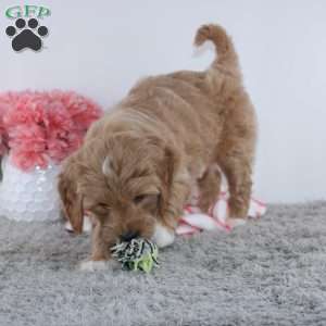 Tanesha, Mini Goldendoodle Puppy