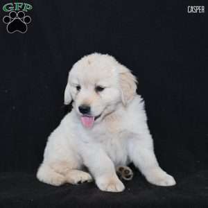 Casper, Golden Retriever Puppy