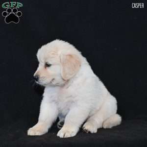 Casper, Golden Retriever Puppy