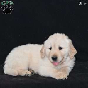 Carter, Golden Retriever Puppy