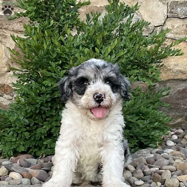 Celine, Mini Bernedoodle Puppy