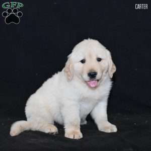 Carter, Golden Retriever Puppy