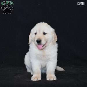 Carter, Golden Retriever Puppy