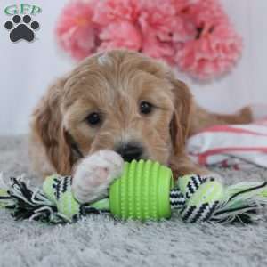 Tanesha, Mini Goldendoodle Puppy