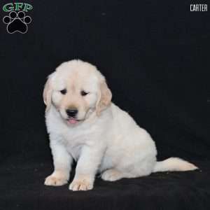 Carter, Golden Retriever Puppy