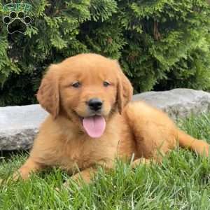 Autumn, Golden Retriever Puppy