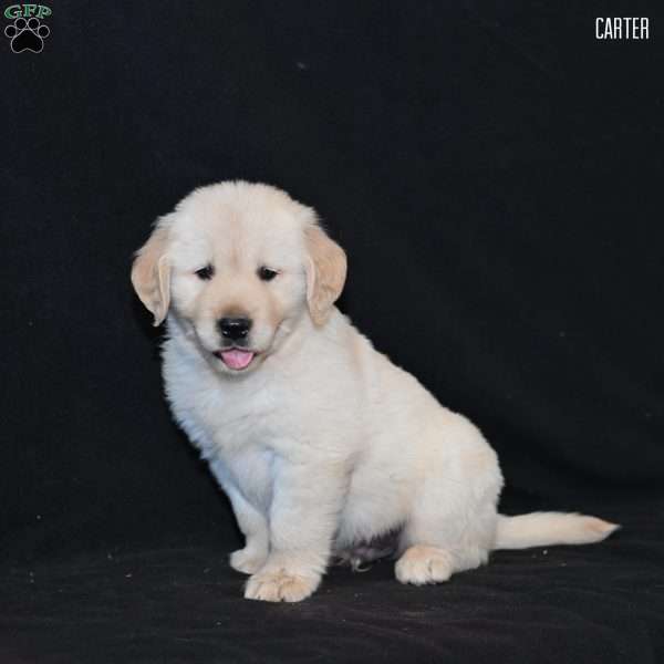 Carter, Golden Retriever Puppy
