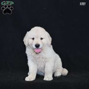 Kirby, Golden Retriever Puppy