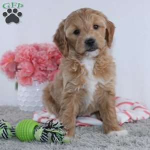 Tanesha, Mini Goldendoodle Puppy