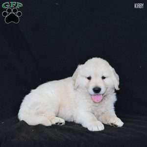 Kirby, Golden Retriever Puppy
