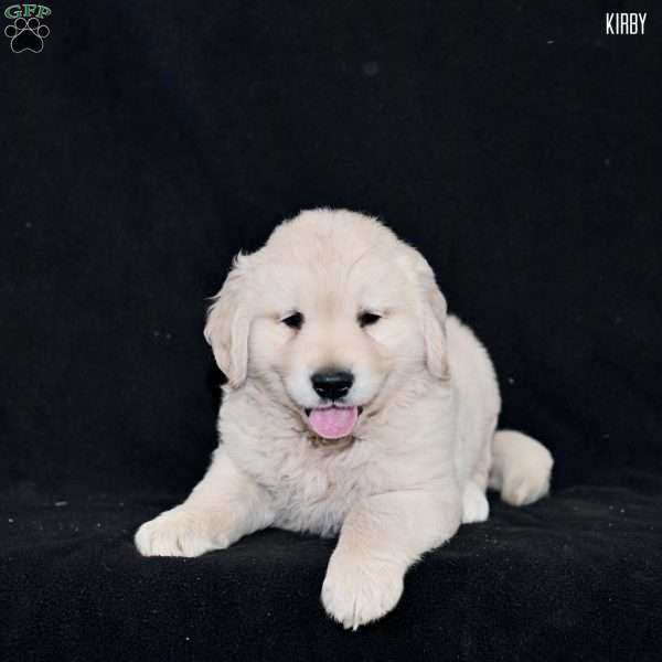Kirby, Golden Retriever Puppy