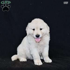 Kirby, Golden Retriever Puppy