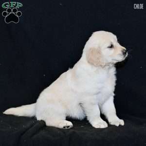 Chloe, Golden Retriever Puppy