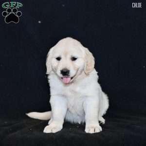 Chloe, Golden Retriever Puppy