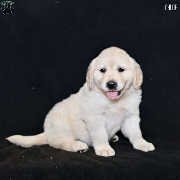 Chloe, Golden Retriever Puppy
