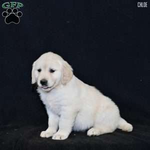 Chloe, Golden Retriever Puppy