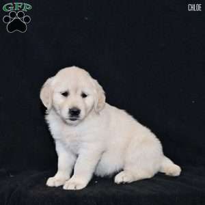 Chloe, Golden Retriever Puppy