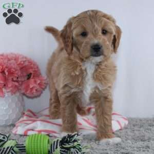 Tanesha, Mini Goldendoodle Puppy