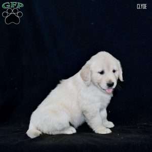 Clyde, Golden Retriever Puppy