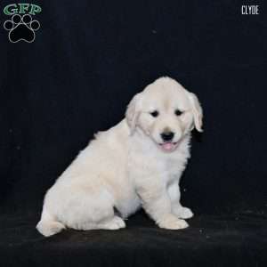 Clyde, Golden Retriever Puppy