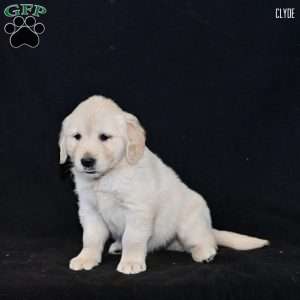 Clyde, Golden Retriever Puppy