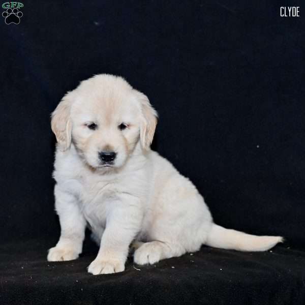 Clyde, Golden Retriever Puppy