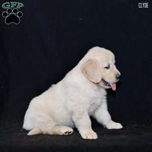 Clyde, Golden Retriever Puppy