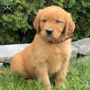 Autumn, Golden Retriever Puppy