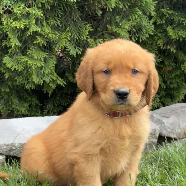 Autumn, Golden Retriever Puppy