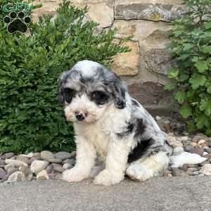 Celine, Mini Bernedoodle Puppy