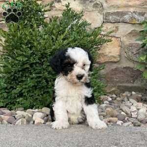 Colson, Mini Bernedoodle Puppy