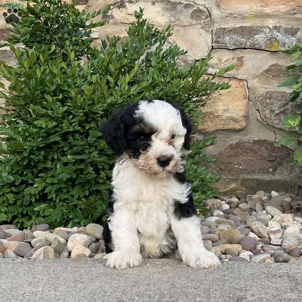 Colson, Mini Bernedoodle Puppy