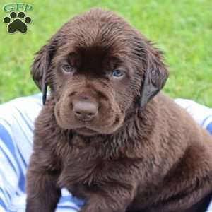 Flossie, Chocolate Labrador Retriever Puppy