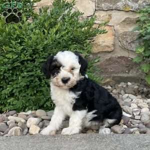 Colson, Mini Bernedoodle Puppy